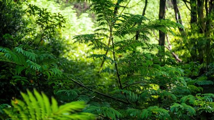 Obraz premium green forest in the morning