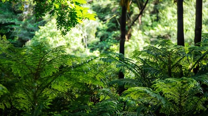 Fototapeta premium green forest in the morning