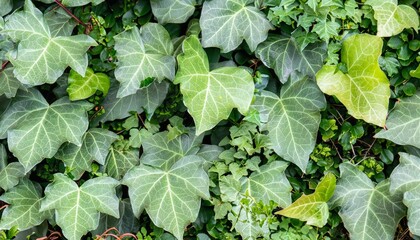 Naklejka premium green ivy leaves, foliage background, green wallpaper