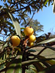 Plum or loquat tree (Eriobotrya japonica) in the fruiting phase, showing its seeds and ripe and green fruits