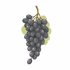 Vector Cartoon hand drawn Black Grapes Bunch (7)