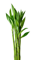 Obraz premium Green bamboo