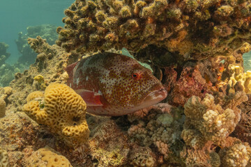 Fish swimming in the Red Sea, colorful fish, Eilat Israel
