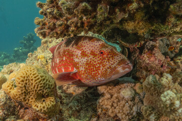 Fish swimming in the Red Sea, colorful fish, Eilat Israel
