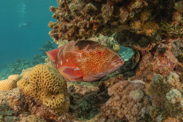 Fish swimming in the Red Sea, colorful fish, Eilat Israel
