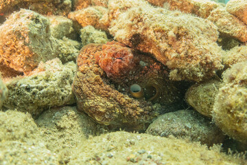 Octopus king of camouflage in the Red Sea, Eilat Israel 
