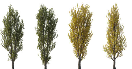 Set of 4 Populus nigra (the black poplar) frontal set summer and autumn trees isolated png on a transparent background perfectly cutout
