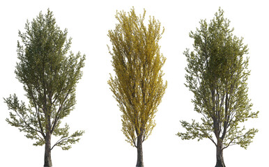 Set of 3 Populus nigra (the black poplar) frontal set summer and autumn trees isolated png on a transparent background perfectly cutout