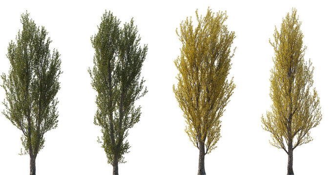 Set of 4 Populus nigra (the black poplar) frontal set summer and autumn trees isolated png on a transparent background perfectly cutout