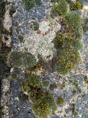 moss on stone