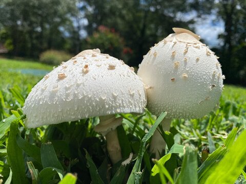 Chlorophyllum molybdites, green-spored parasol, false parasol, green-spored lepiota, vomiter Mushroom
