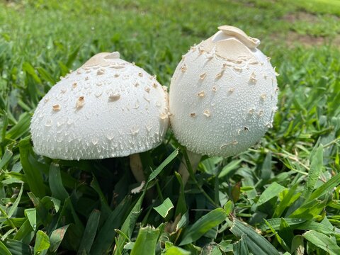Chlorophyllum molybdites, green-spored parasol, false parasol, green-spored lepiota, vomiter Mushroom 