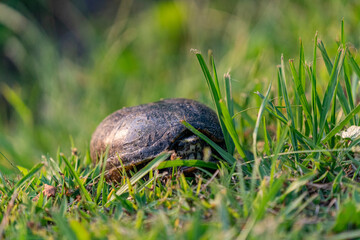Turtle in grass