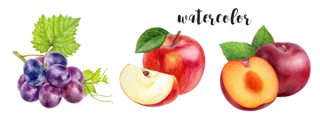 Watercolor illustration of apples, plums, and grape, perfect for autumn cards and banners