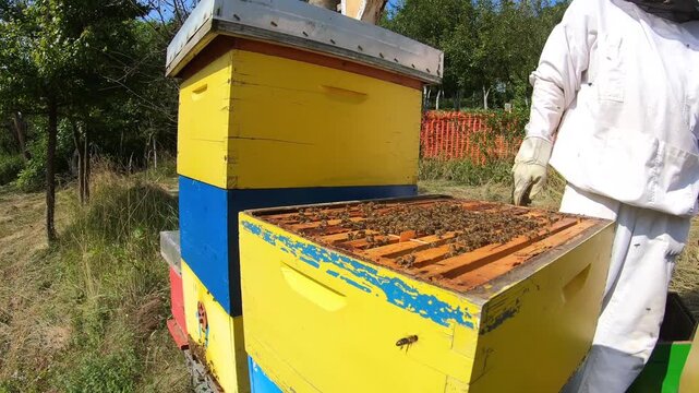 Bees in the beehive. The beekeeper gives the bees medicine against the varroa pest.