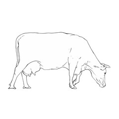line illustration of cow isolated