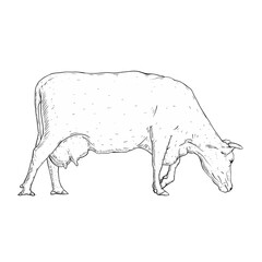 sketch illustration of cow isolated