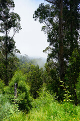 trees in the forest with fog