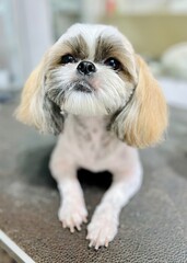 Shih Tzu dog white with red ears sits on black grooming table after haircut in salon. Shih Tzu short haircut
