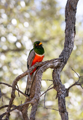 Elegant Trogon in Madera Canyon, Arizona