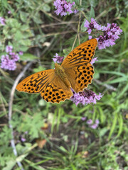 A diurnal butterfly from the nymphalidae family, the large pearlwort in the wild, sits on a flower. Endangered species, insects