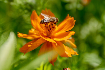 Bee on a flower in the meadow