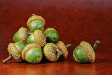 a bunch of natural red oak acorns on a burgundy surface