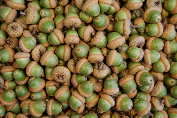 natural acorns of Quercus rubra oak are scattered over the surface