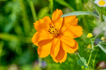 Californian poppy in a meadow