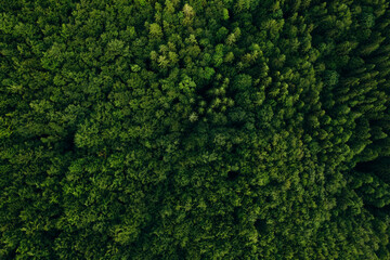 Green pine forest in mountain summer with a view from above.Spring birch groves with beautiful texture.	