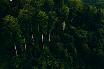 Green pine forest in mountain summer with a view from above.Spring birch groves with beautiful texture.	