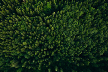  Green pine forest in mountain summer with a view from above.Spring birch groves with beautiful texture.