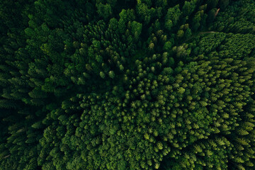 Green pine forest in mountain summer with a view from above.Spring birch groves with beautiful texture.	