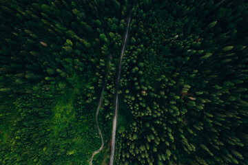  Green pine forest in mountain summer with a view from above.Spring birch groves with beautiful texture.