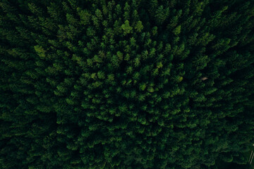Green pine forest in mountain summer with a view from above.Spring birch groves with beautiful texture.	