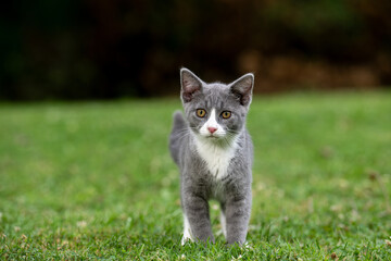 Cute gray and white cat in green grass