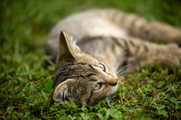 Cute tabby cat laying in the grass