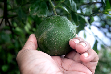 Pristine citron fruit embellished with sparkling dew droplets resting on a flourishing tree limb, Experience the beauty of nature through this striking stock image, which presents a ripe citron fruit.