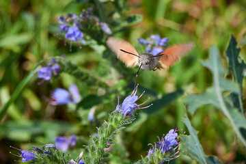 Hummingbird hawk-moth (Macroglossum stellatarum) feeding on flowers