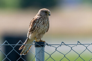 Turmfalke