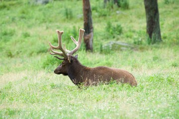 Elk with large antlers 