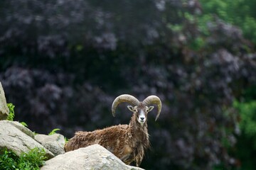 Bighorn Sheep