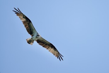 Osprey