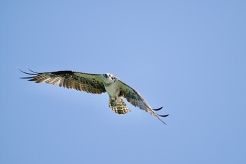 Osprey