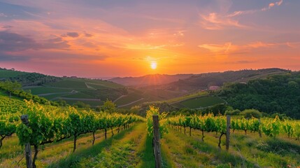 Naklejka premium Sunset over Vineyard in Tuscany