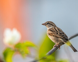 A Sparrow resting