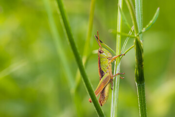 Small gold grasshopper, euthystira brachyptera insect sitting on grass stem. Animal wildlife background