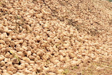 background big pile of sugar beet close up