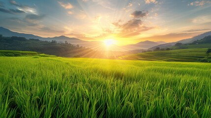 Fototapeta premium Golden Sunset Over Lush Rice Terraces