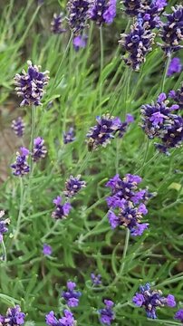 ee on lavender flower in the garden. Summer pollination by wild bees in a natural environment. Slow motion